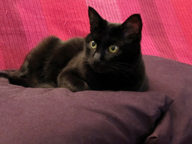 2009-12-11 Chat tres amoureuse de son maitre_l.jpg